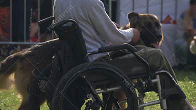 Disabled man with his service dog on a walk. Man in wheelchair and guide dog.