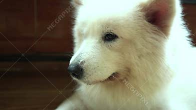 Samoyed dog portrait in domesticated pet.