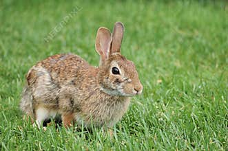 Cottontail Rabbit