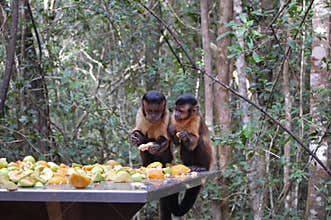 Two tufted capuchin monkeys