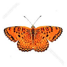 The high quality vector illustration of Melitaea arduinna butterfly isolated in white
