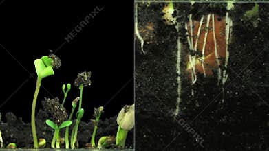 Time-lapse of germinating mixed vegetables above and below the surface
