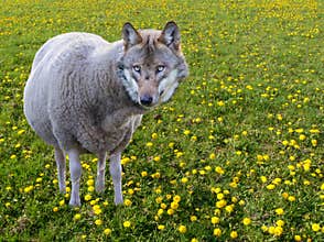 The wolf in sheep`s clothing