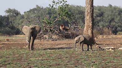 The African elephant Loxodonta africana female and baby in the bush in South Luangwa, Zambia.