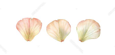 Watercolor rose petals. White floral set of three beige elements. Realistic hand drawn illustration isolated for wedding
