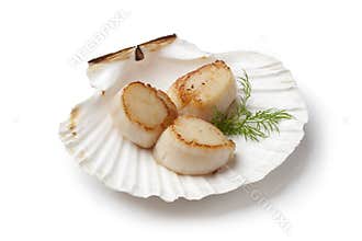 Seared scallops served in a shell