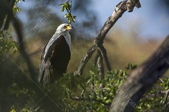 African fish eagle in Kruger National park, South Africa