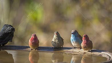 Red-billed Firefinch in Kruger National park, South Africa