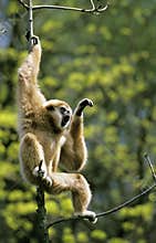 White-Handed Gibbon, hylobates lar, Male calling out