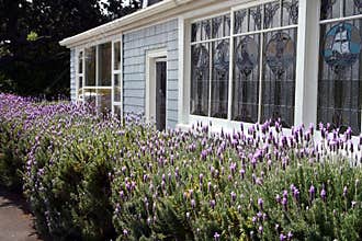 Flowering lavender bushes