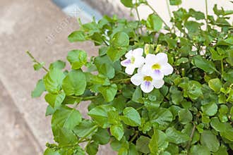 Close up fresh of Chinese violet  Coromandel,Ganges primrose, Philippine violet on pot  in Thailand use for food ingredients and
