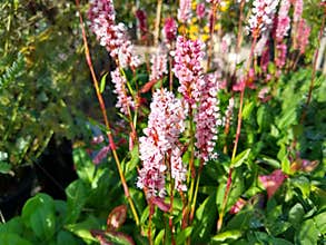 Persicaria affinis `Darjeeling Red`