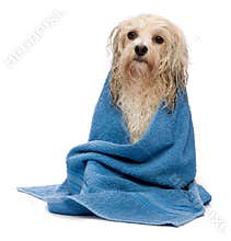 Wet cream havanese dog after bath