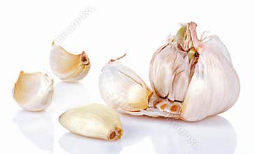 Garlic