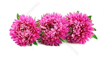 Chrysanthemum flowers blooms