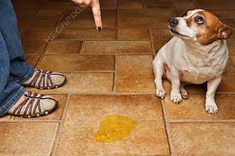 Dog pee scold