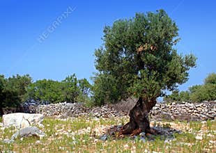Stone and old olive tree