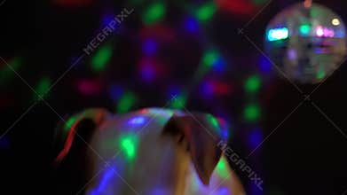 Party night club dog licking and looking exciting.