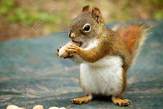 Red Squirrel