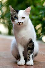 Turkish Van Cat