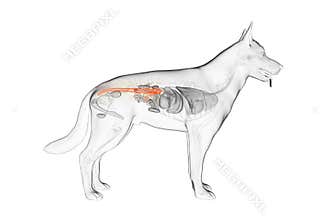 The canine colon