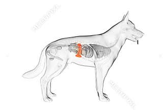The canine spleen