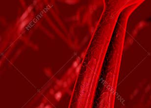 Blood arteries an veins