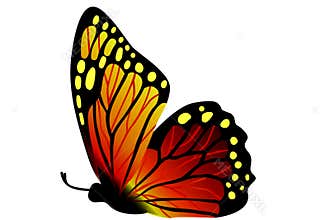 Colorful butterfly isolated on white background. Illustration design