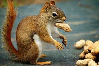 Red Squirrel
