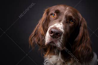 Beautiful English Springer Spaniel, looking in the camera