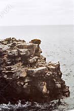 Galapagos sea lion on cliff