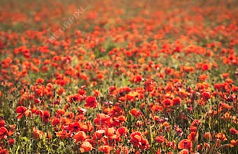 Closeup of backlit poppies