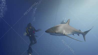 A scuba diver teases silky shark.