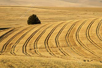 Wheat field 9