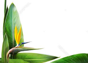 Bird of paradise floral frame