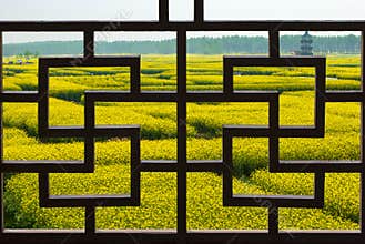 Thousands of acres of rapeseed field outside the window