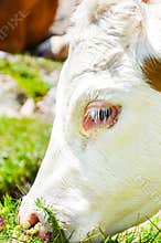Vertical picture of brown white cow head eating grass. Photographed outdoor. Alpine cow. Farm animals. Dairy products. Agriculture