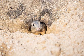 European ground squirrel, Spermophilus citellus, aka European souslik. Small rodent hidden in the burrow