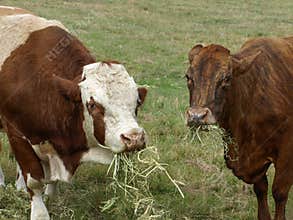 Beef Cattle Feeding