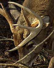 Browsing Whitetail Deer Buck