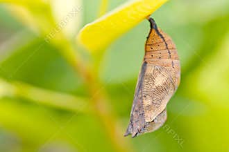 Butterfly chrysalis