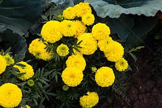 Close-up of beautiful marigold blossom