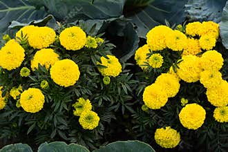 Close-up of beautiful marigold blossom