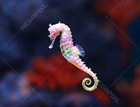 Seahorse Hippocampus swimming in aquarium tank