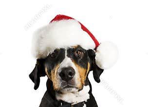 Dog with Christmas hat