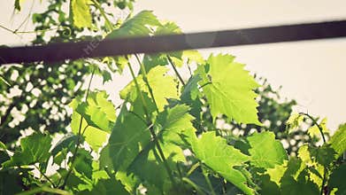 Closeup handheld tilt shot of an organic grapes in backlit in a vineyard at sunset or sunrise with lens flare and the