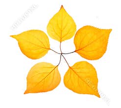 Five yellow leaf placed like a pentactinal star