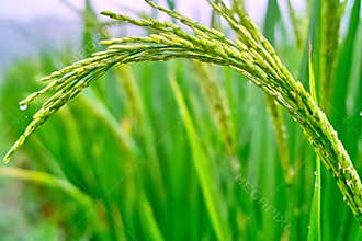 Field of rice seedlings