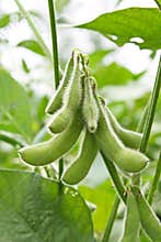 Soy bean plant