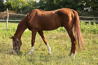 Young saddle horse eating green grass on pasture